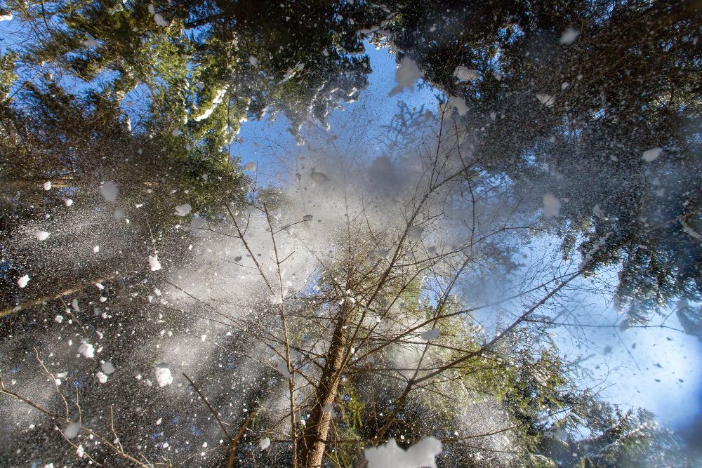 Looking up at a snowy forest with trees covered in snow.
