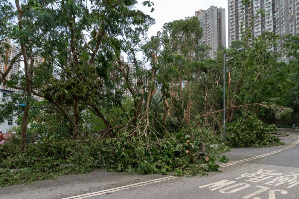 Tree Removal Dayton OH