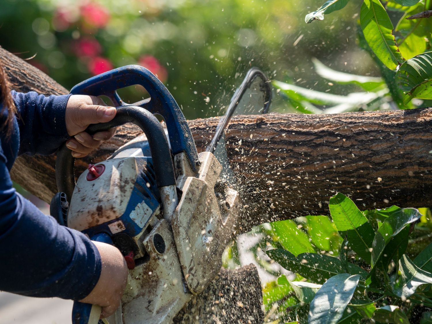 Tree Services in Oxford OH
