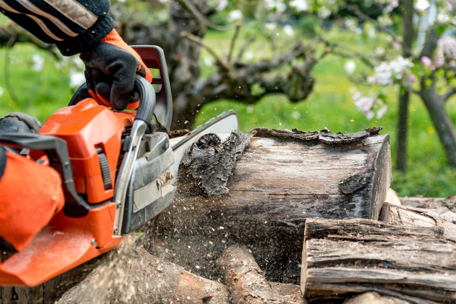 Full Tree Care Service Oxford