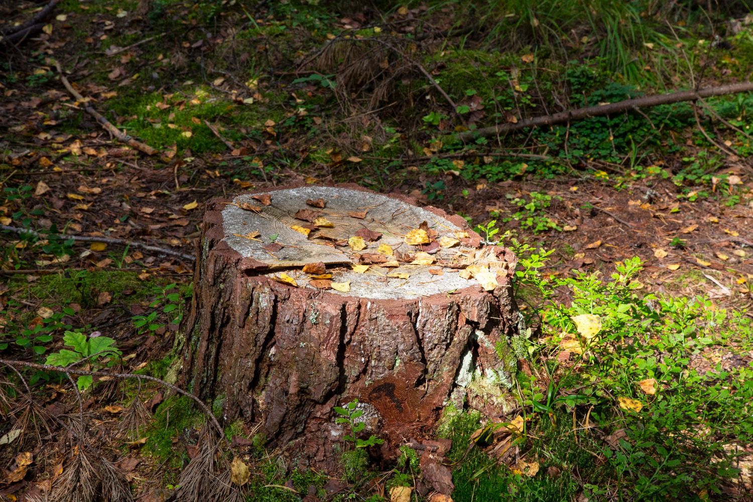 Stump Removal in Monroe OH