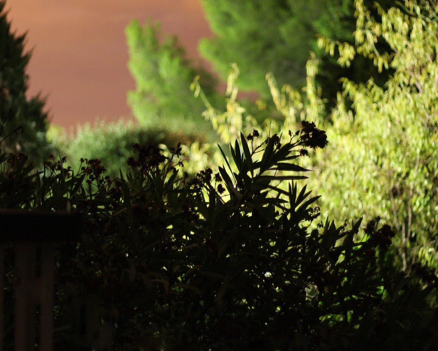 A blurry picture of trees and bushes at night
