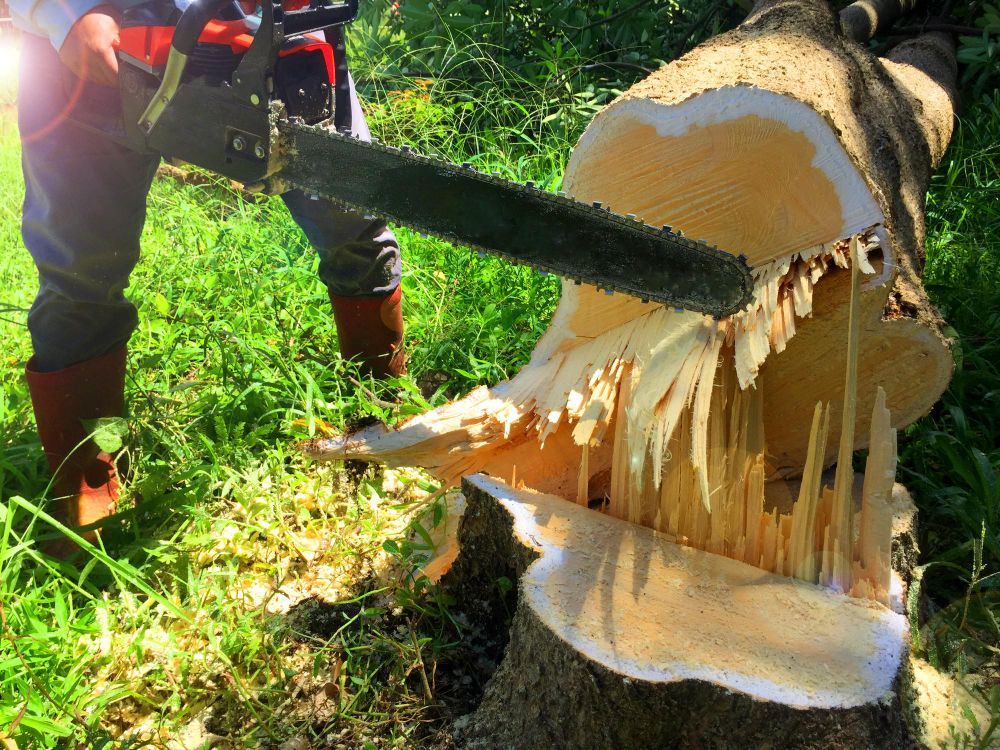 Best Tree Services in Oxford OH