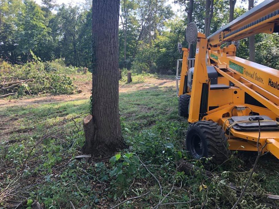 Best Tree Services in Dayton OH