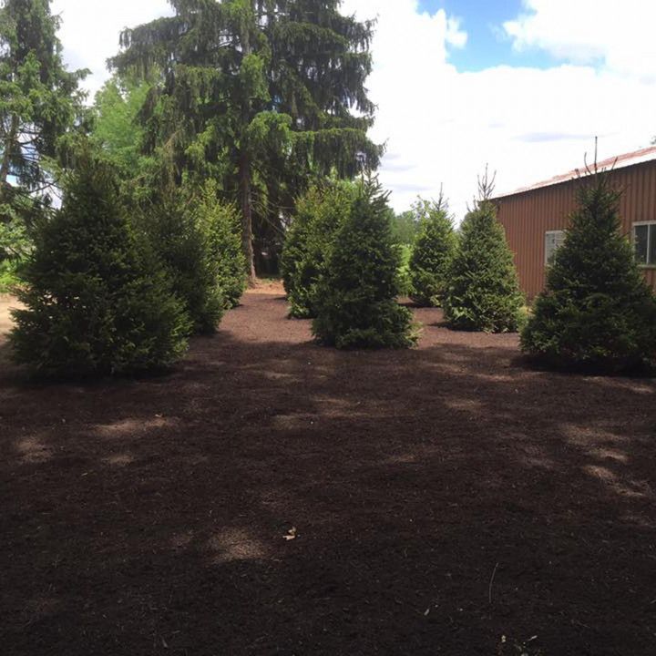 Tree Services in Camden, OH