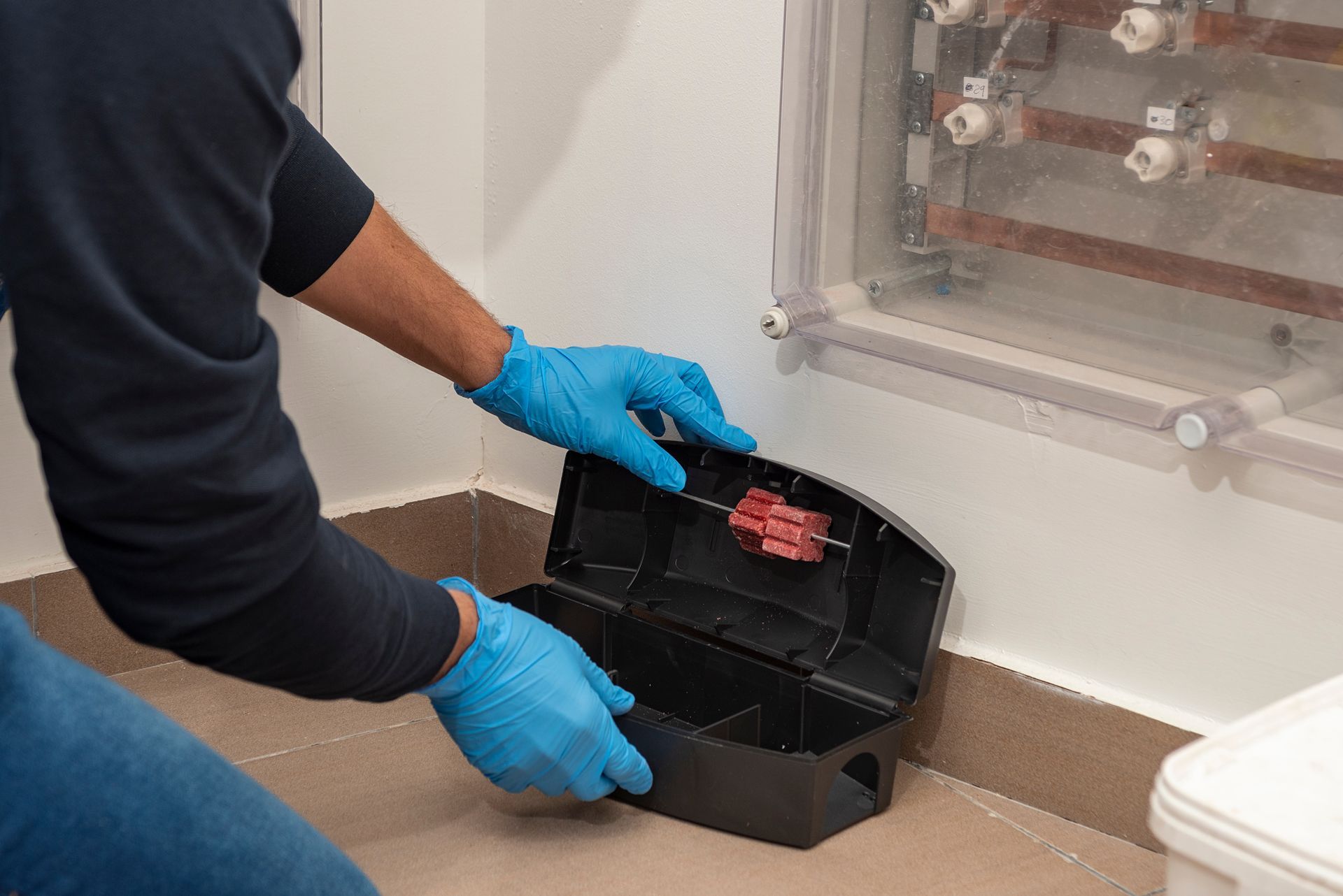 Gloved person placing bait in a black rat trap beside a wall indoors