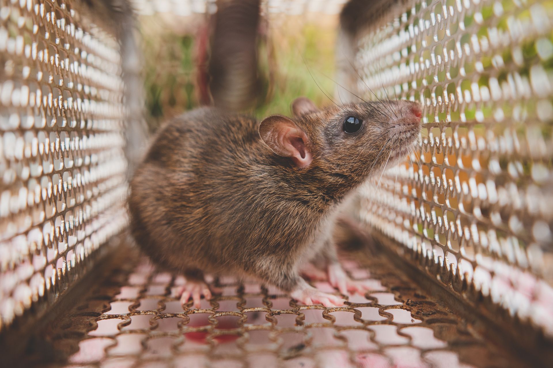 Brown mouse inside a wire trap, standing on a mesh floor