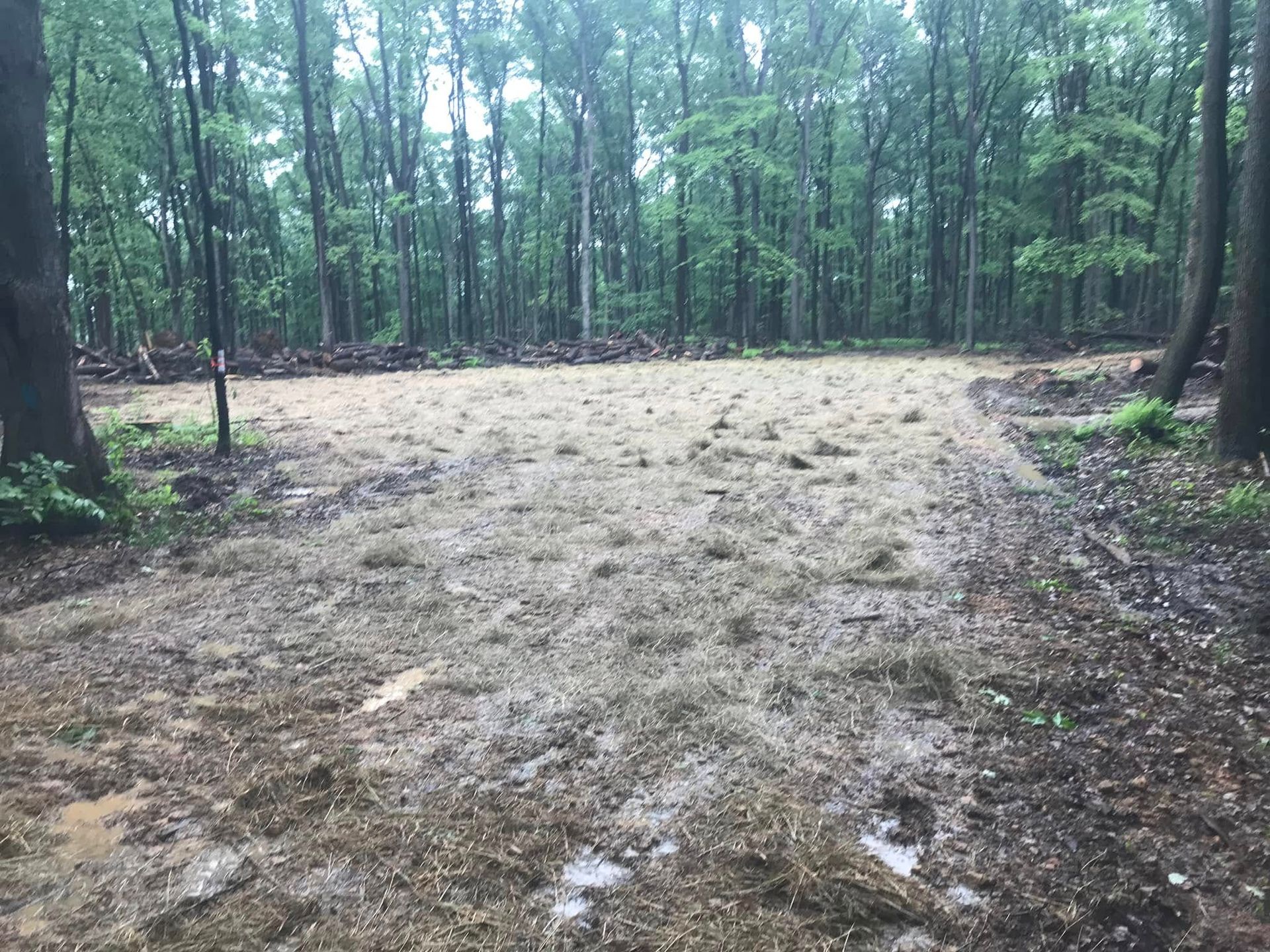 Dirt clearing in a wooded forest, surrounded by tall trees and green undergrowth.