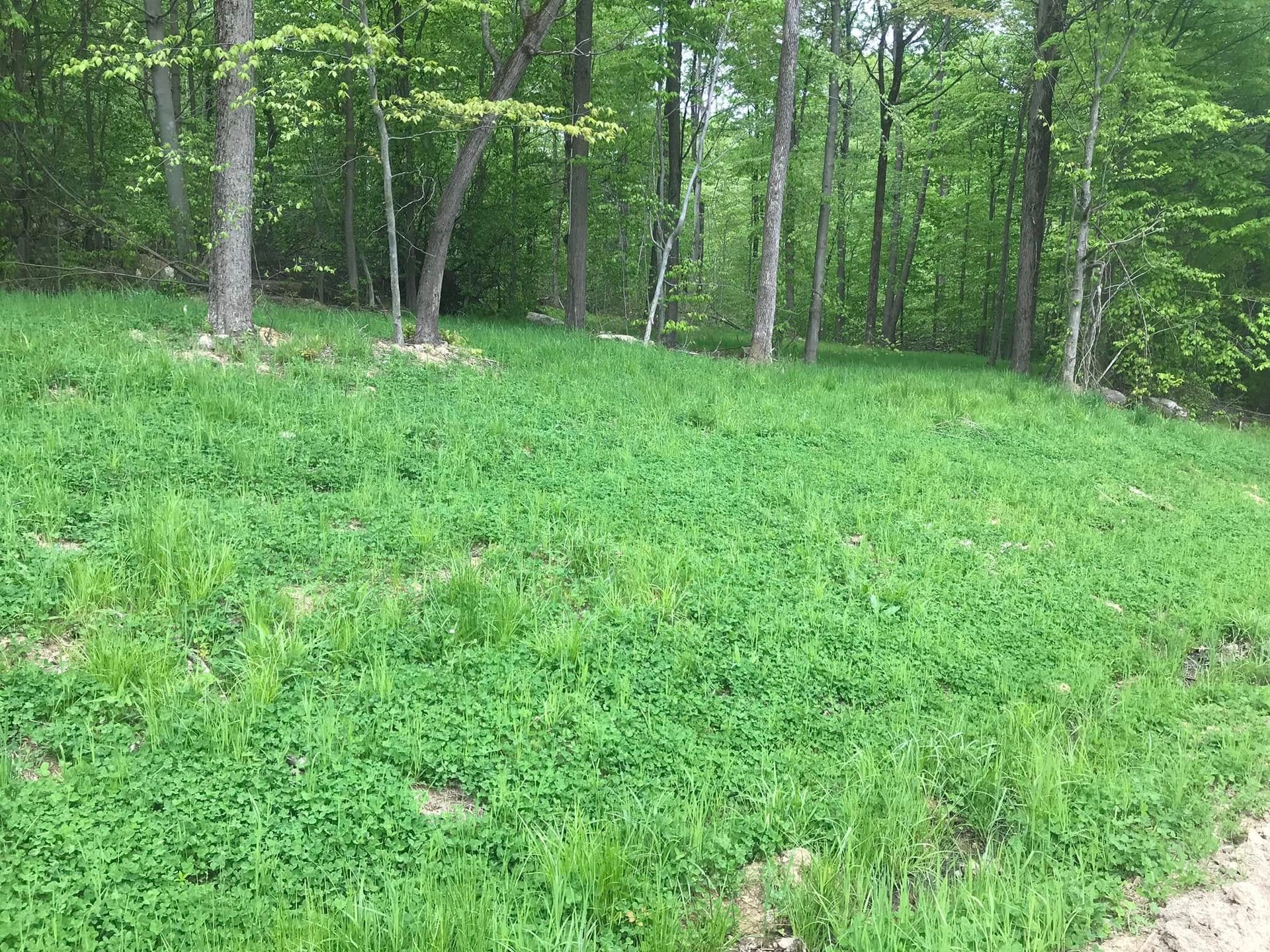 Grassy clearing with tall green trees at the edge of a wooded area
