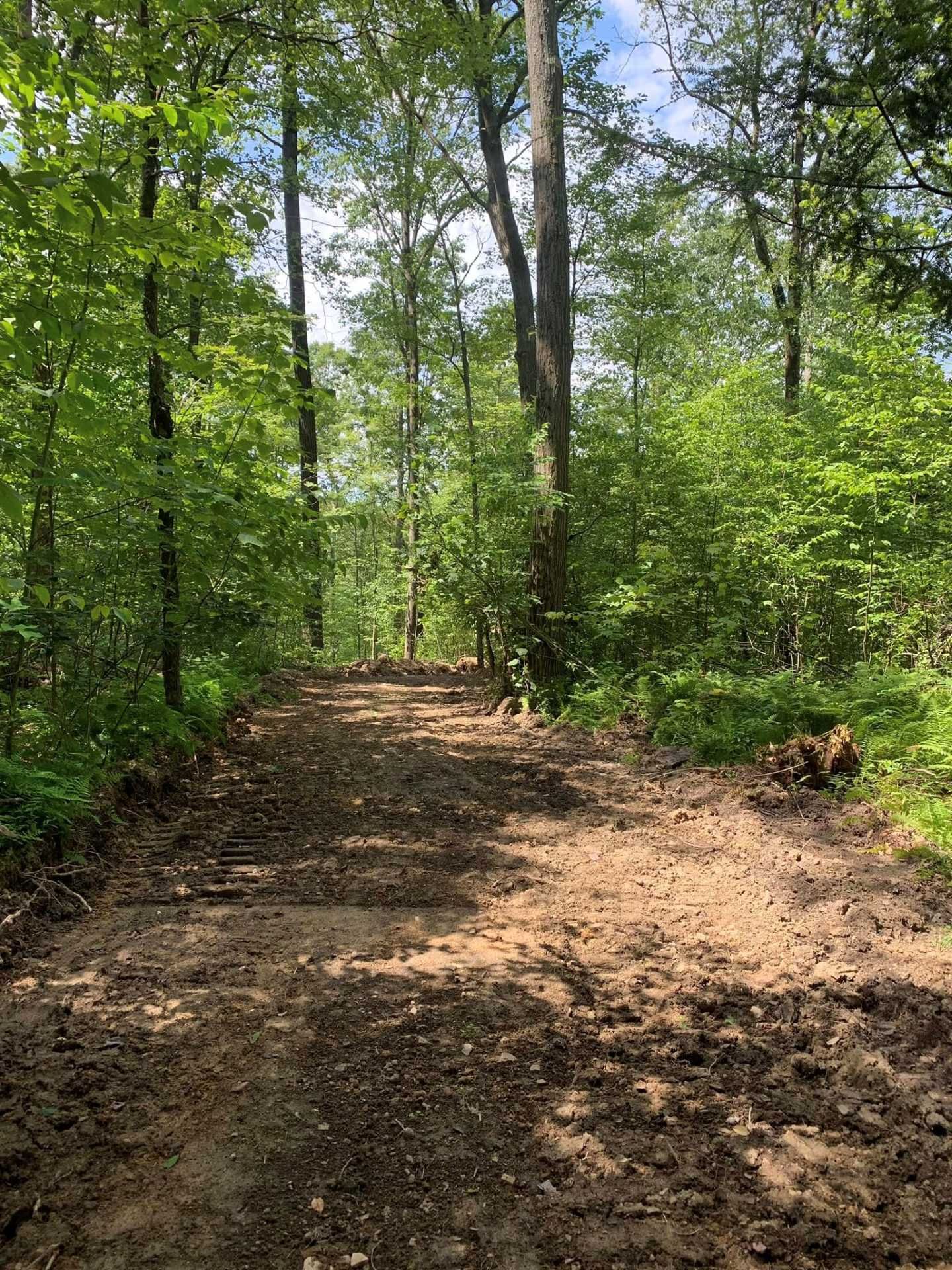 Wooded dirt trail under green trees with sunlight filtering through the forest canopy
