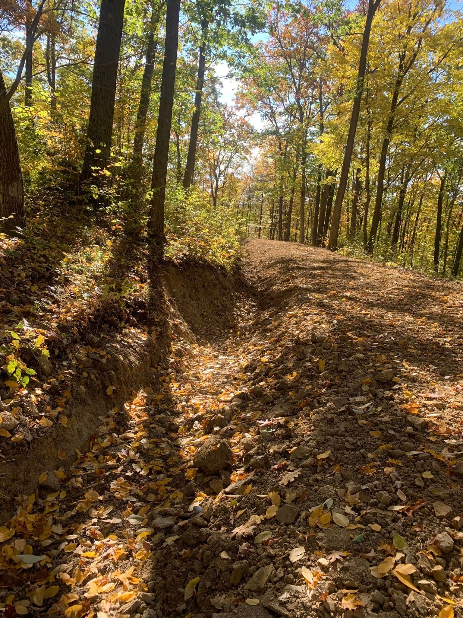 Sunlit forest trail covered in fallen leaves, with tall trees casting long shadows.