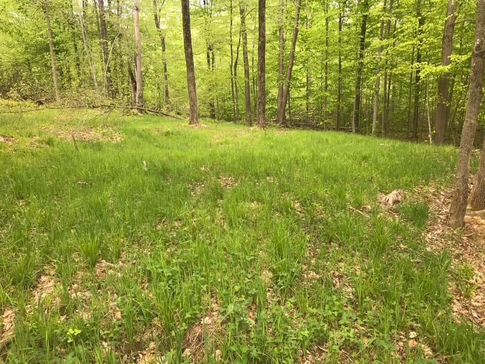 Sunlit green forest clearing with young trees and grass-covered ground