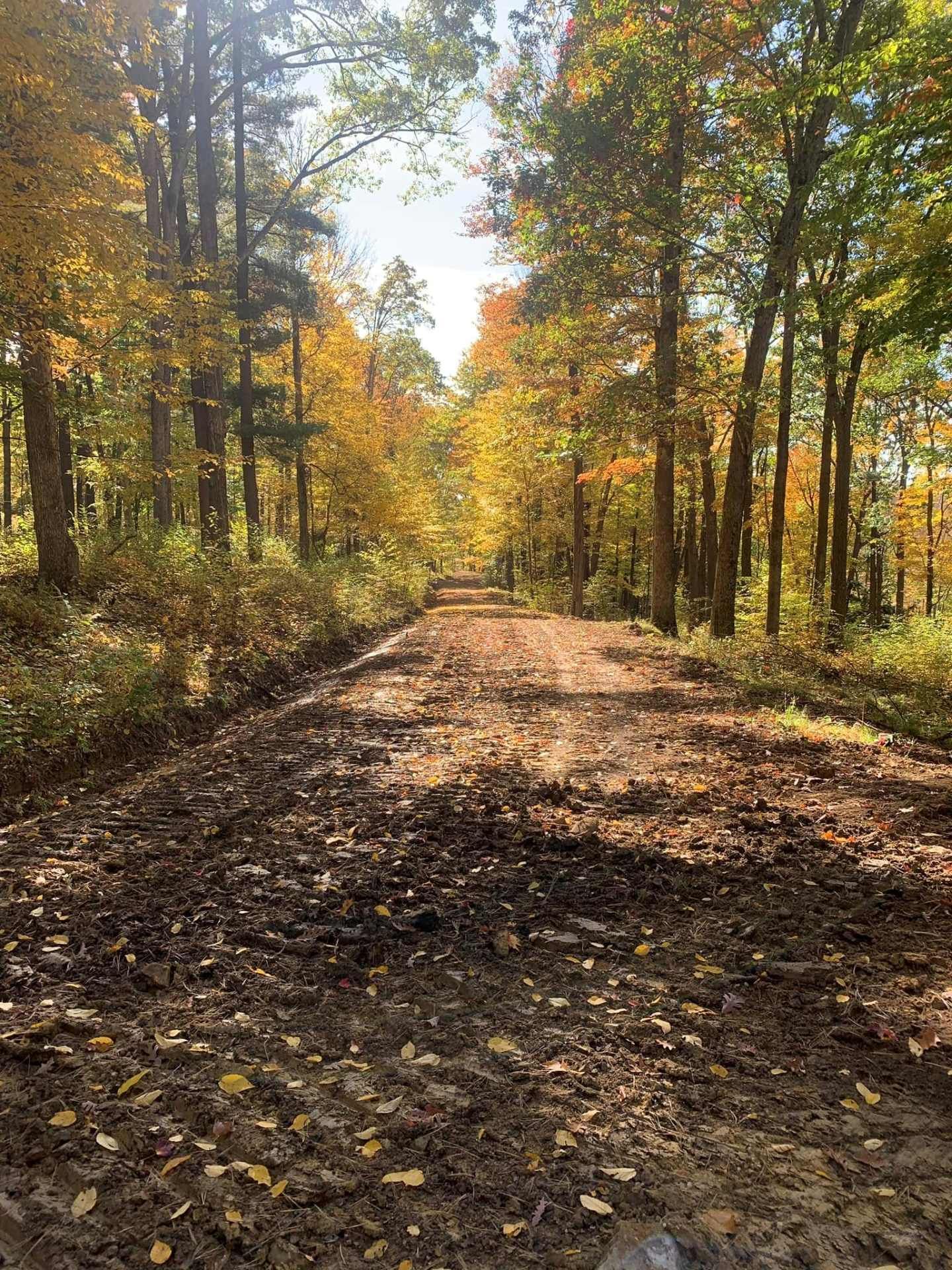 Dirt path through a sunlit autumn forest with yellow and orange leaves on tall trees