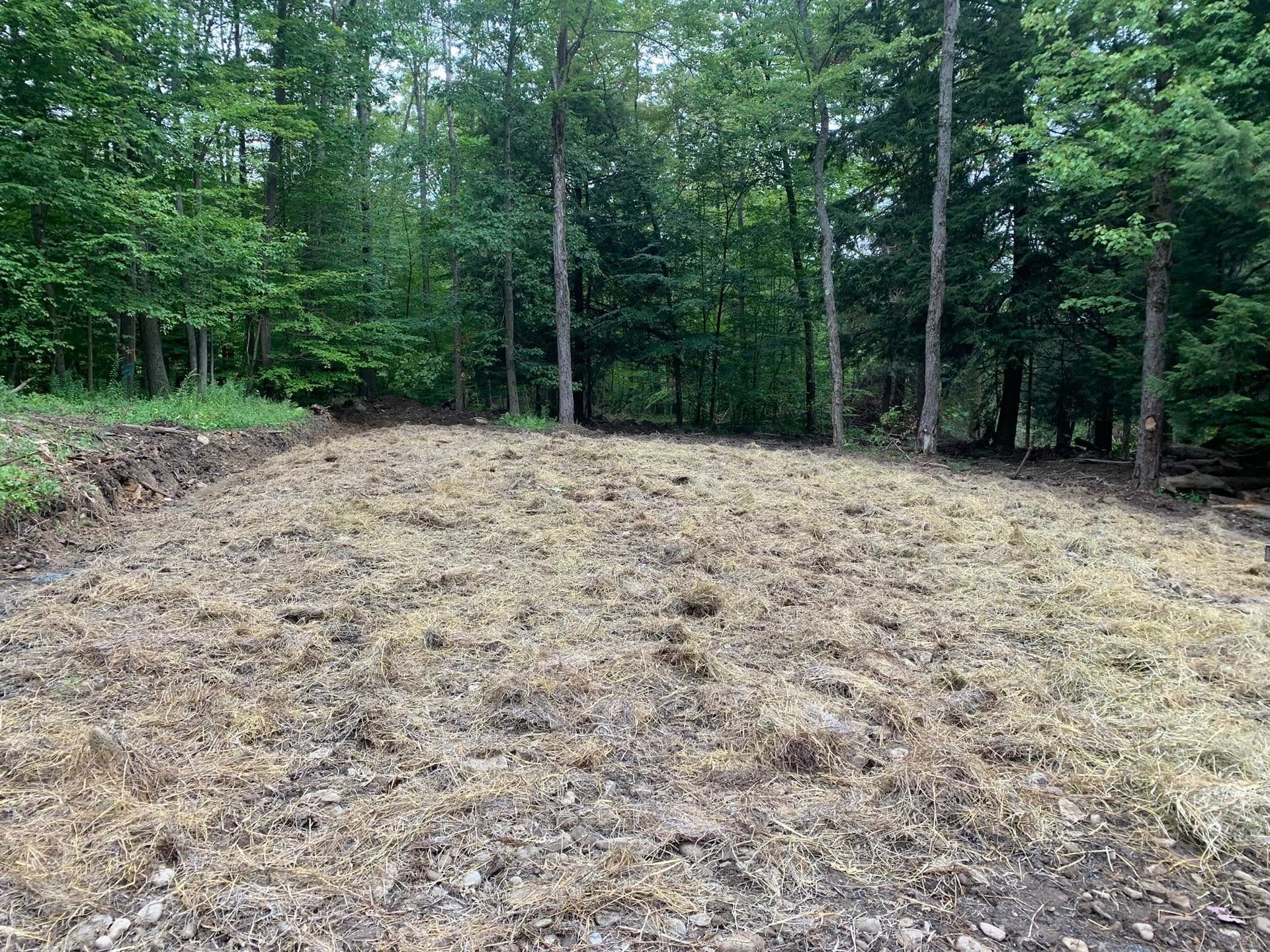 Cleared dirt patch beside a dense green forest under overcast light