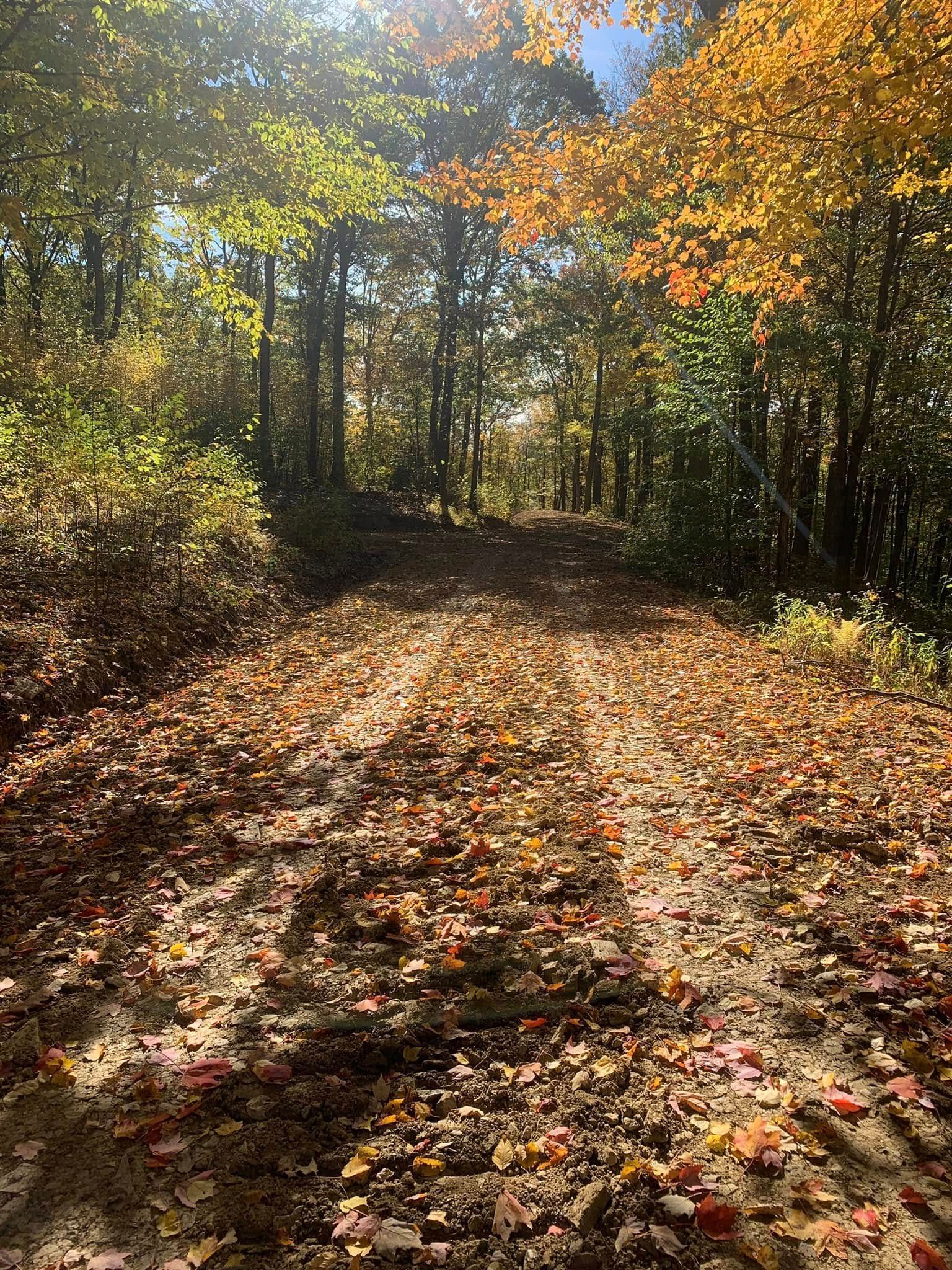 Sunlit autumn forest trail covered in fallen leaves, with trees glowing in yellow and orange.