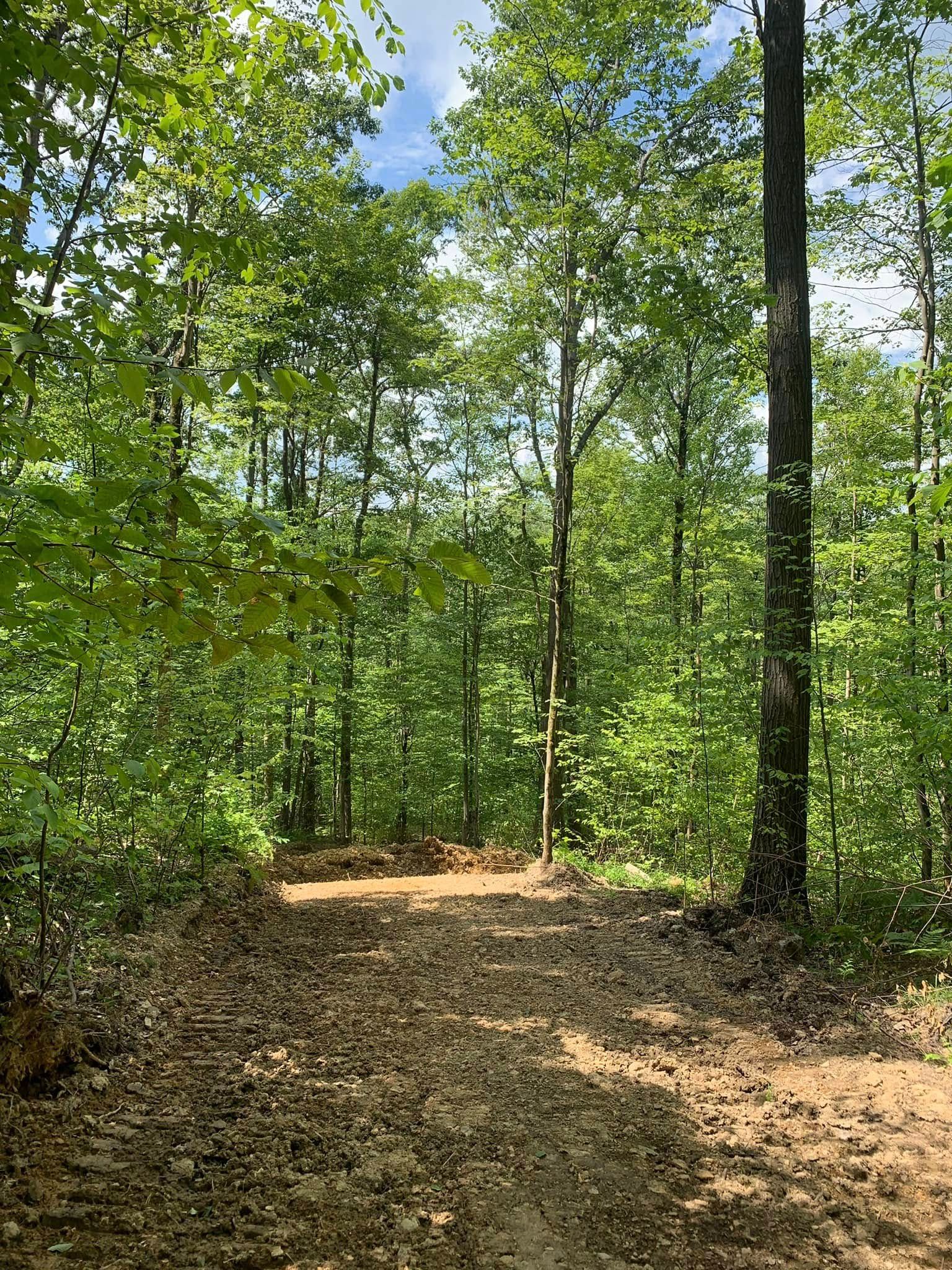 Wooded trail covered in dry leaves under green trees and bright sunlight