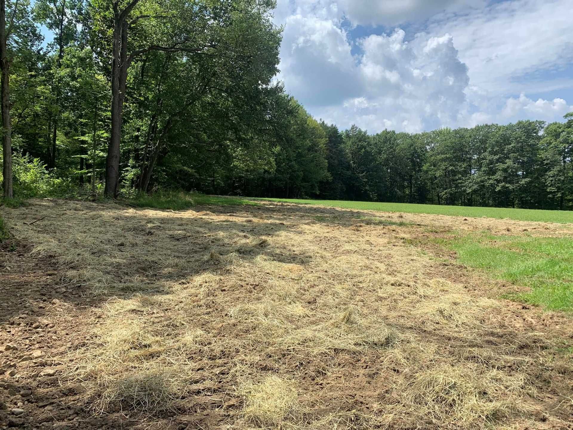 Mowed grassy clearing beside a tree line under a partly cloudy sky