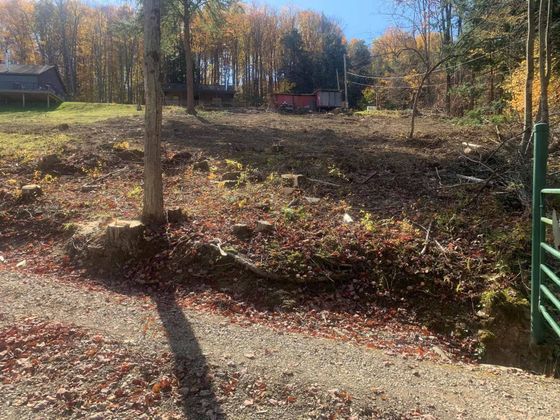 Wooded yard with fallen leaves, tall trees, and a green gate on the right in autumn sunlight.
