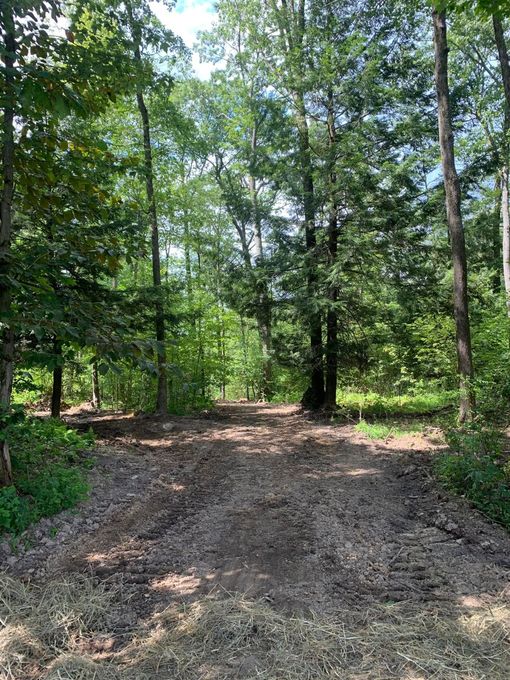 Wooded dirt trail leading into a green forest under bright daylight