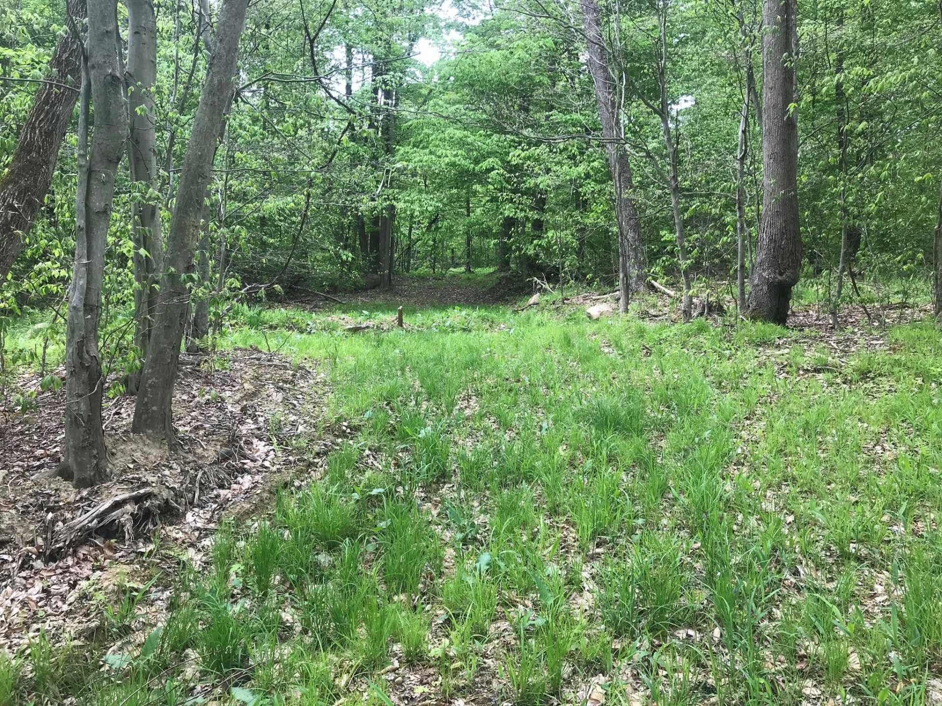 Forest clearing with green grass and tall trees in early spring