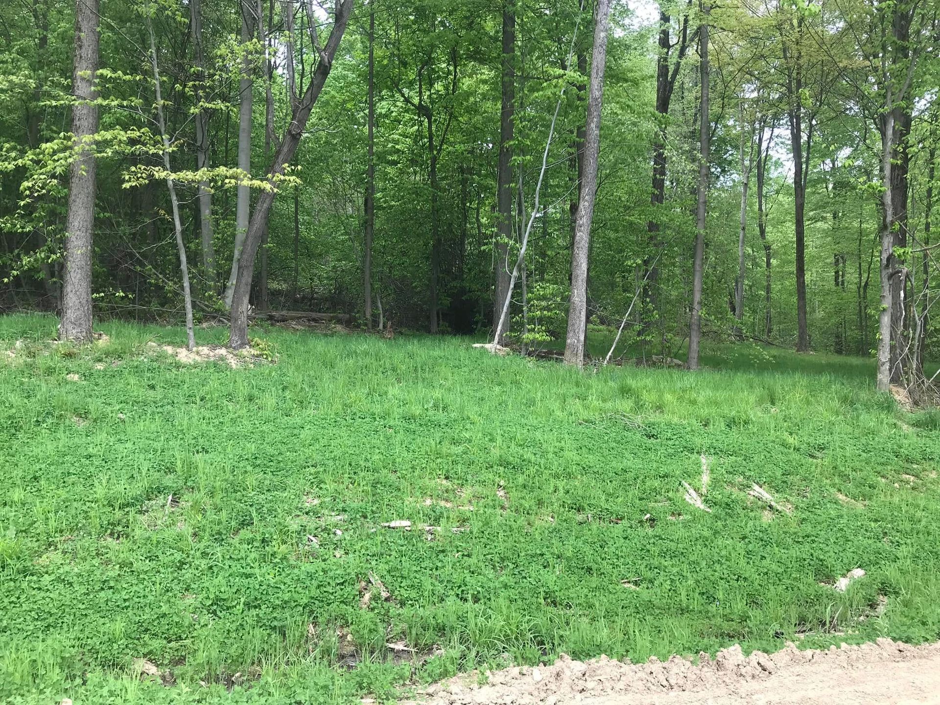 Green forest clearing with tall trees and dense grass under a cloudy sky
