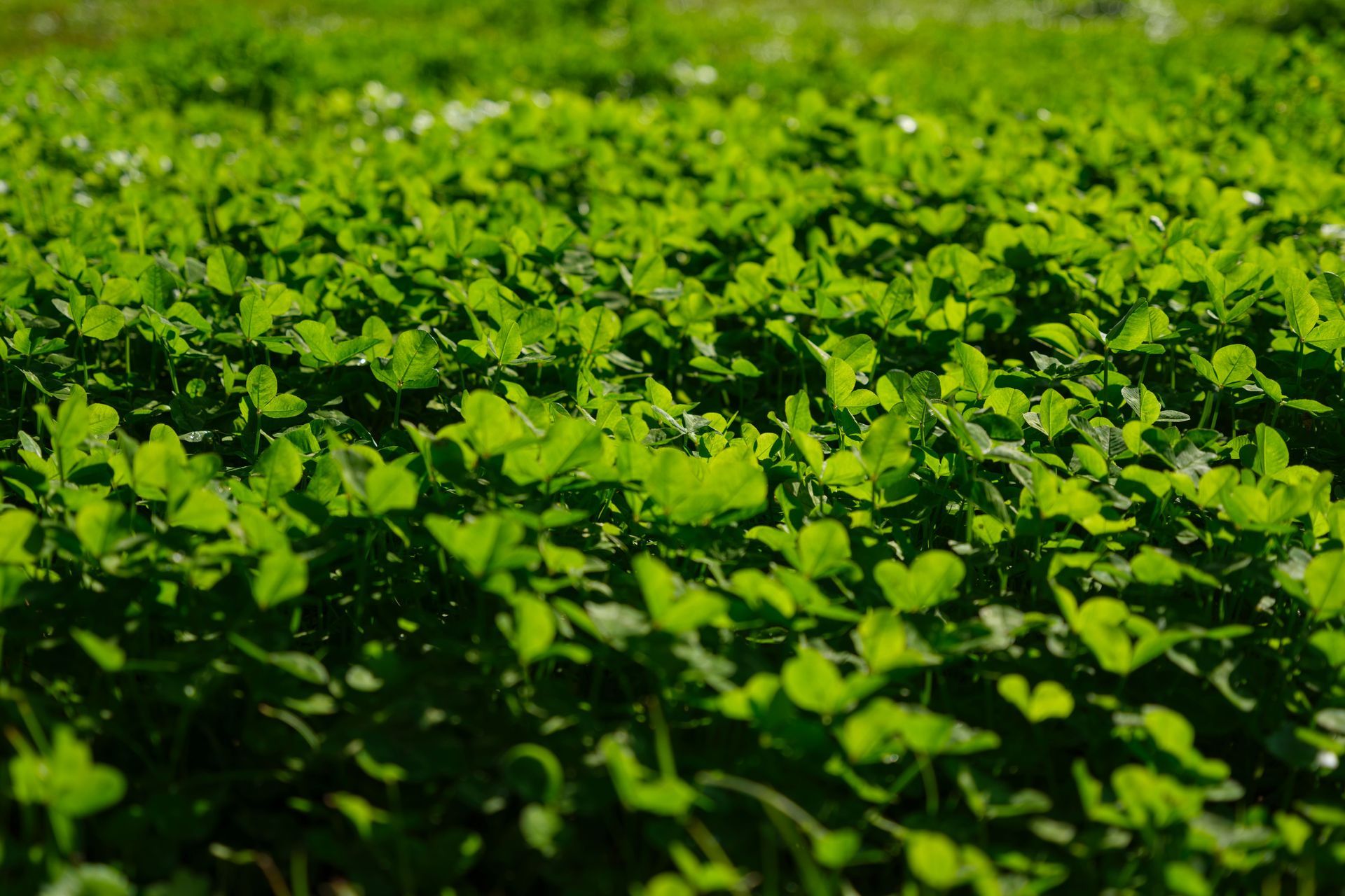 Close-up of lush green seedlings covering a field in bright sunlight