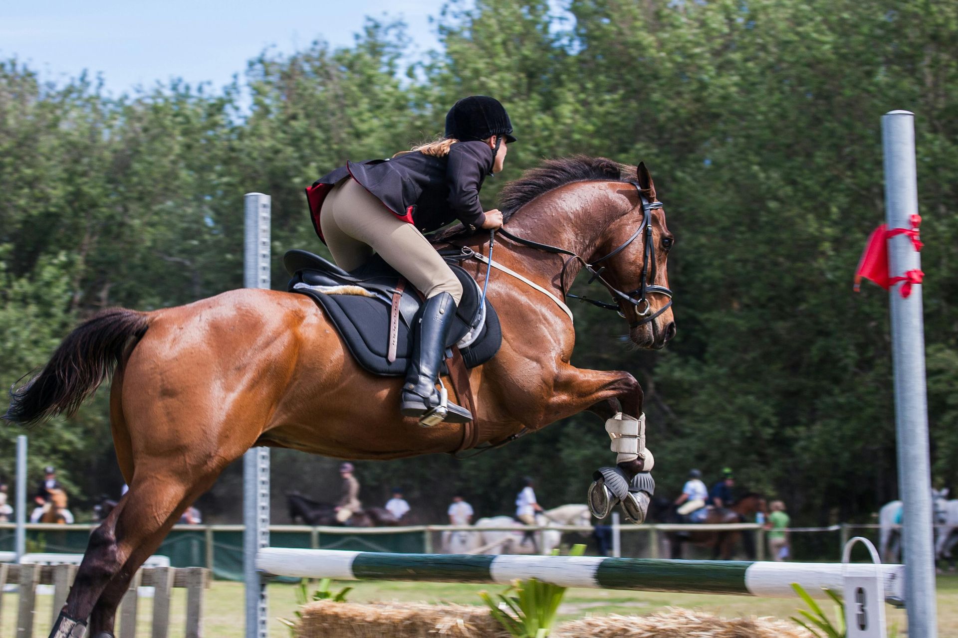 A person is riding a horse over a hurdle.