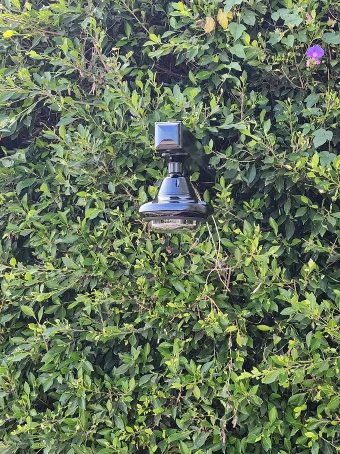 Black security camera mounted on a post against dense green foliage with a purple flower nearby