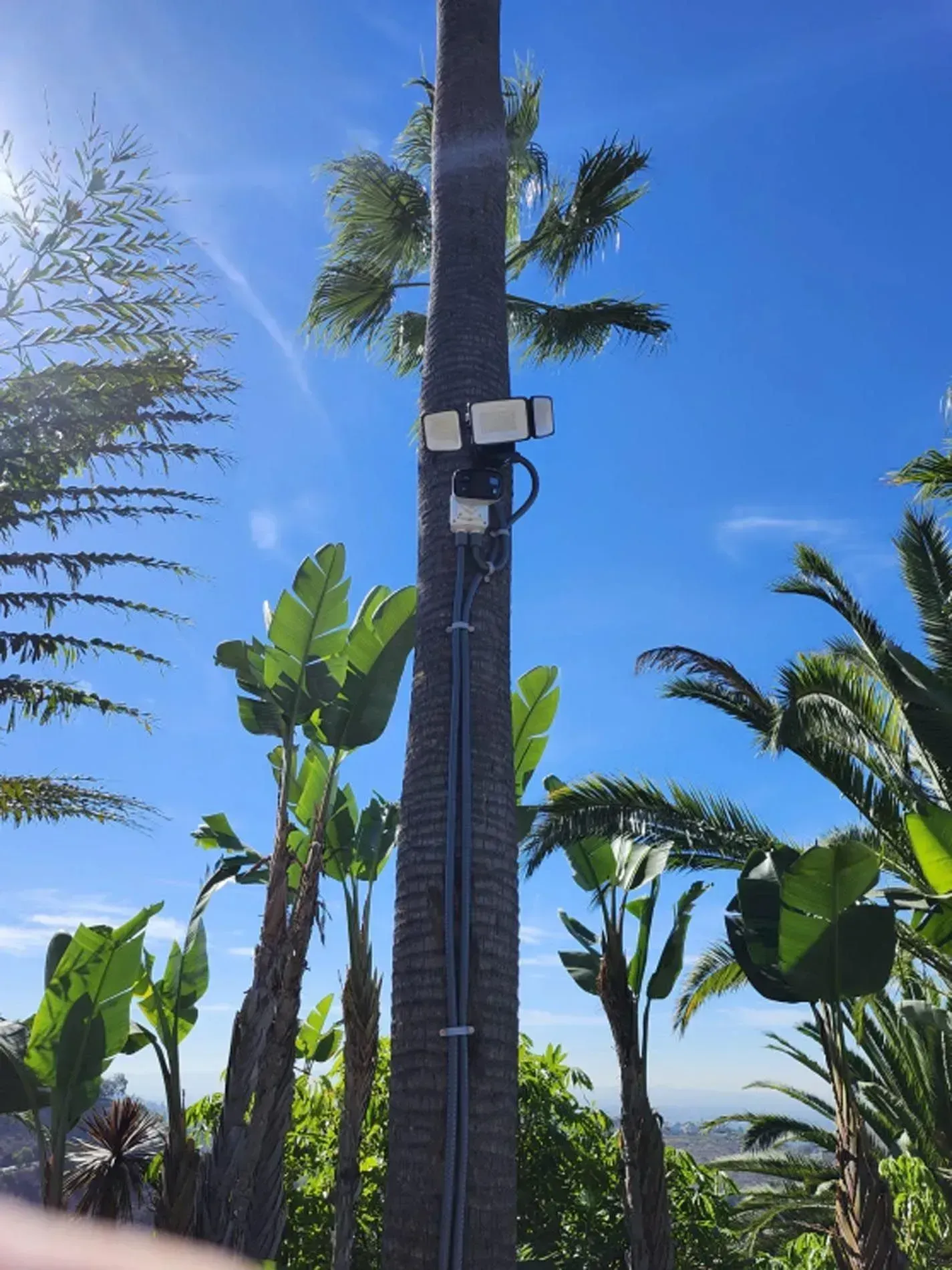 Palm trees and a utility pole with mounted equipment under a bright blue sky.
