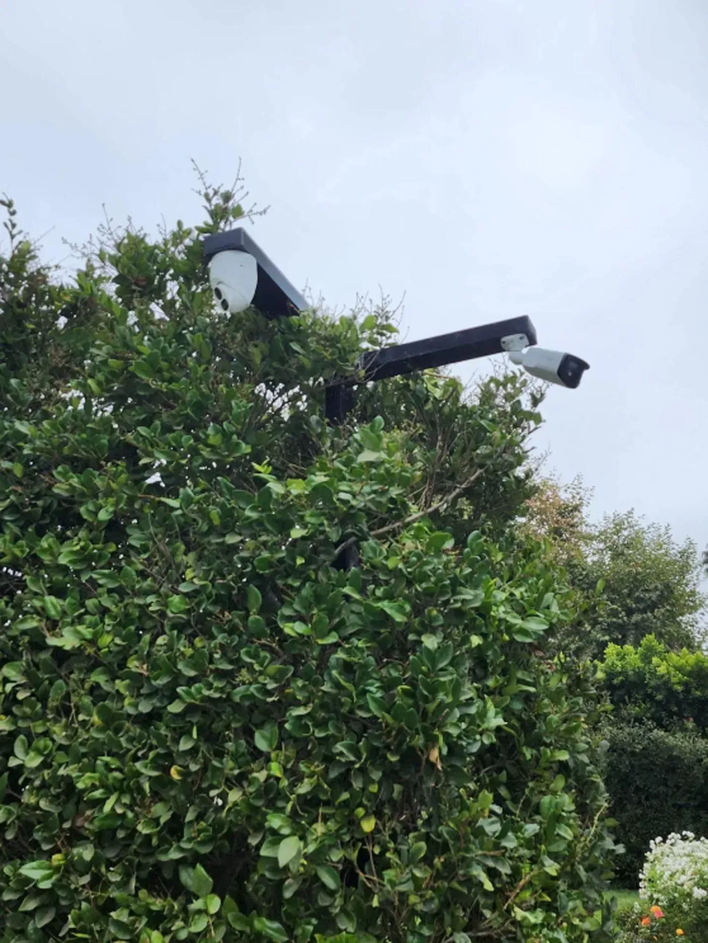 Outdoor security camera mounted above a dense green hedge against a cloudy sky
