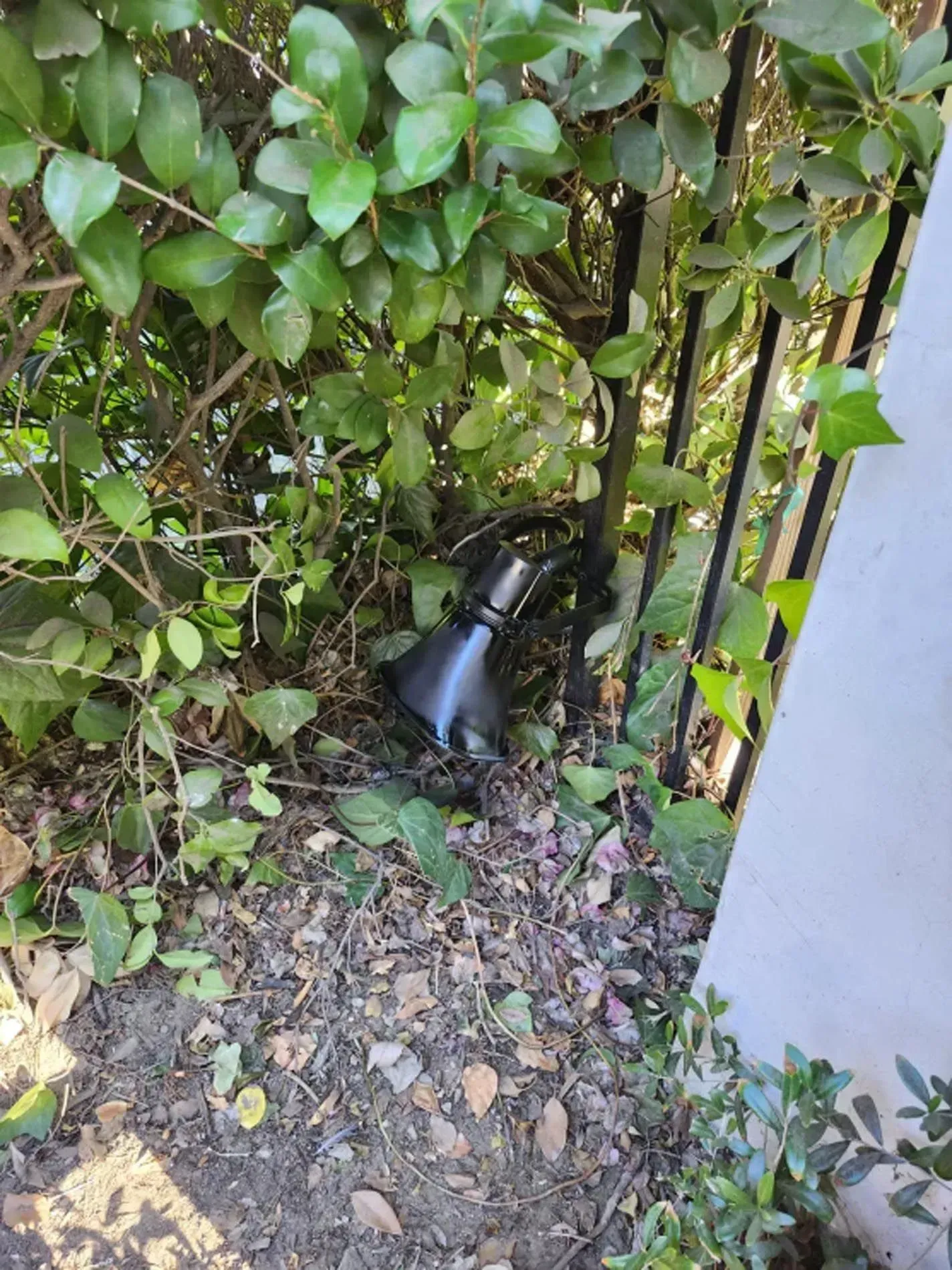 Black cone-shaped object tucked in dense green hedge beside a wall, over dry leaves and soil.