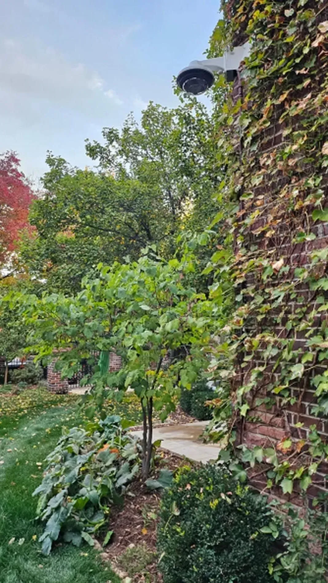 Garden path beside an ivy-covered brick wall with trees and shrubs under a cloudy sky