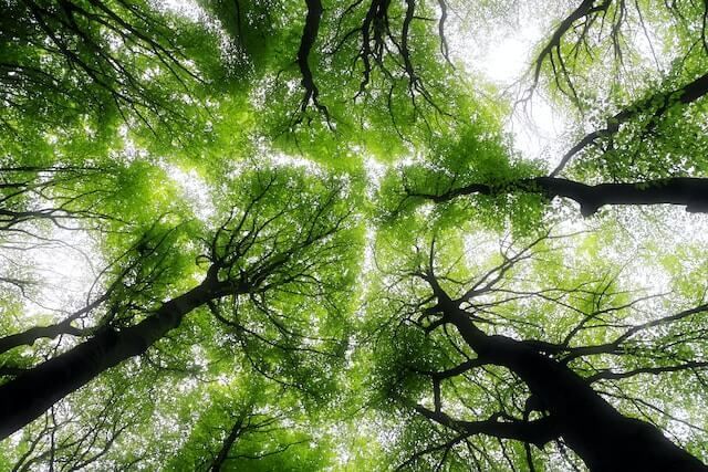 Looking up at green tree canopy with dark branches against a bright sky