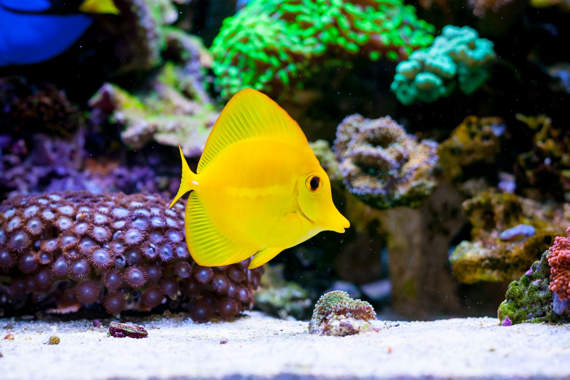 Fish Medicine | Medford, OR | Best Friends Animal Hospital Of East Medford