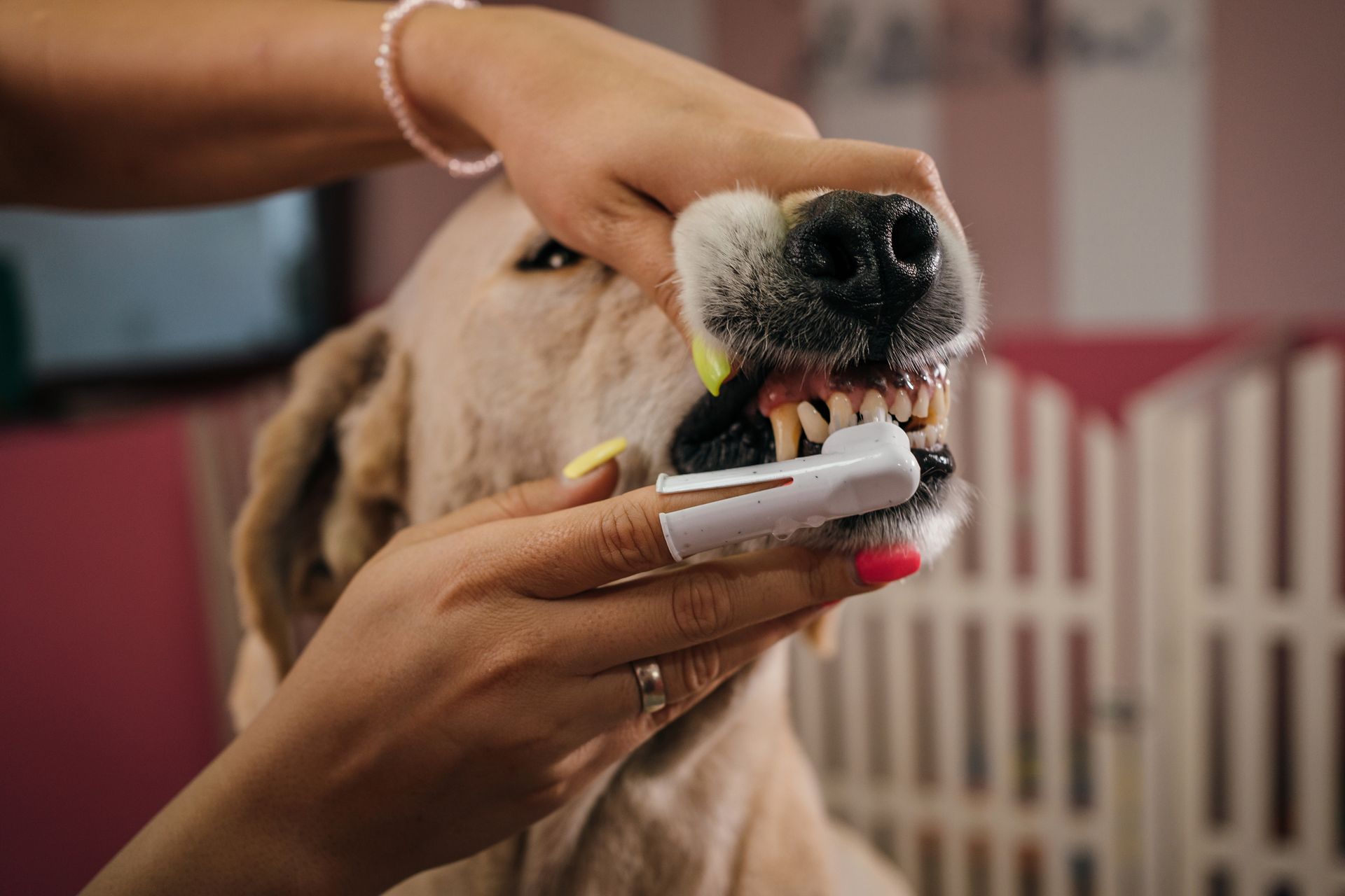 Dentistry | Medford, OR | Best Friends Animal Hospital Of East Medford