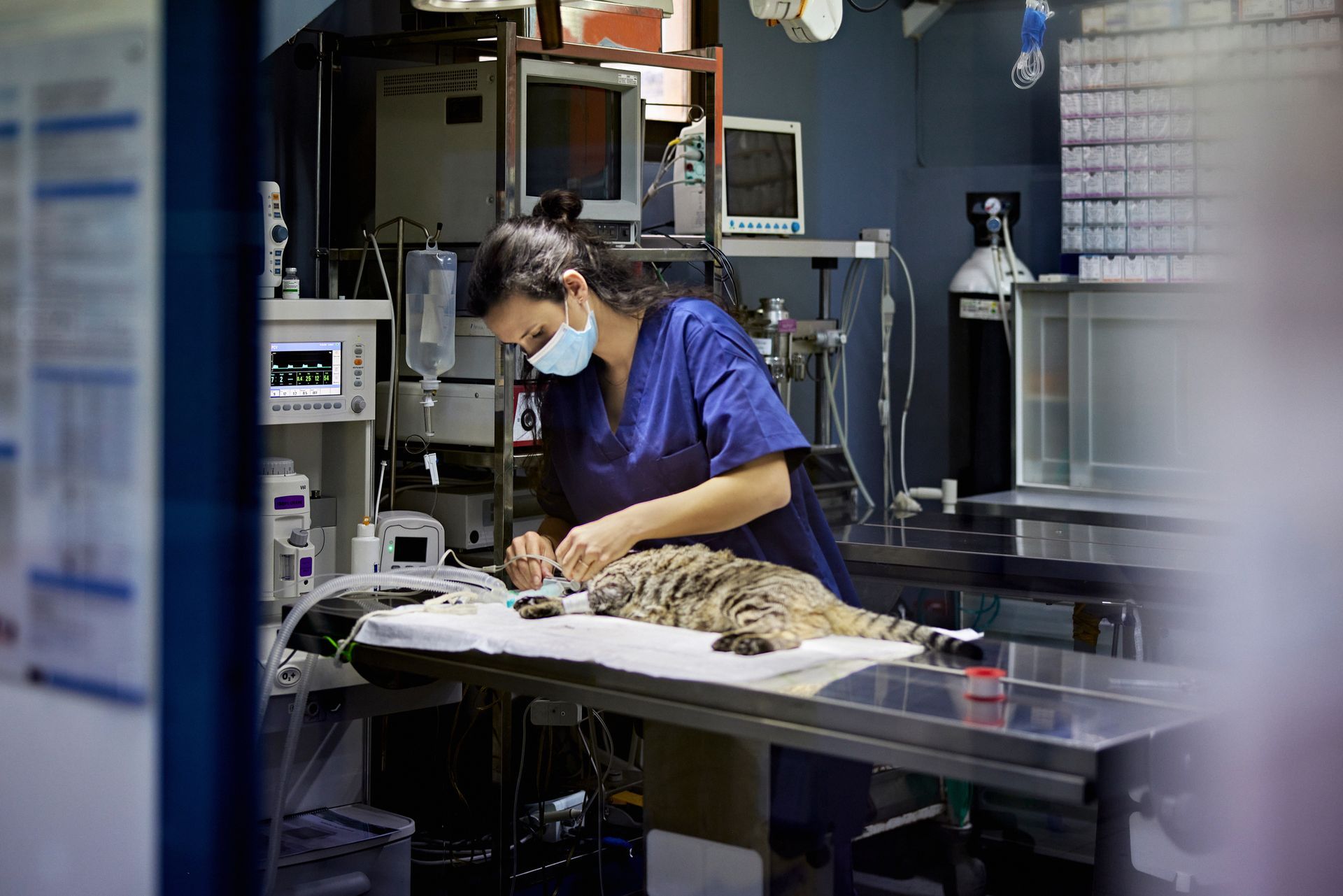 Check-in Procedures | Medford, OR | Best Friends Animal Hospital Of East Medford