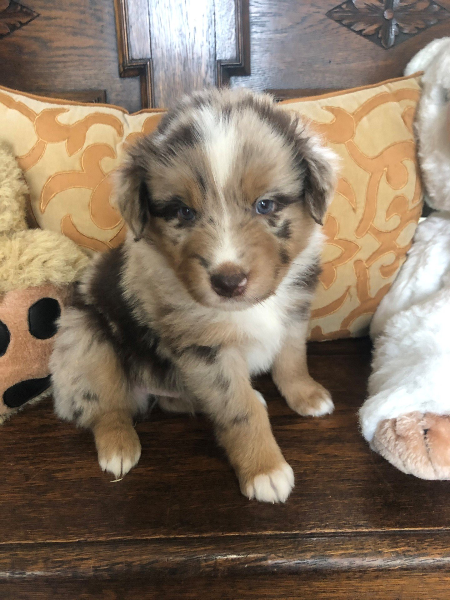 AUSTRALIAN SHEPERDS