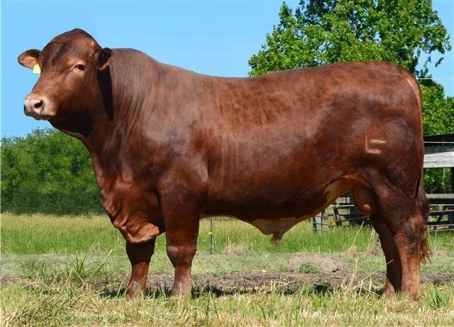 HERD BULLS