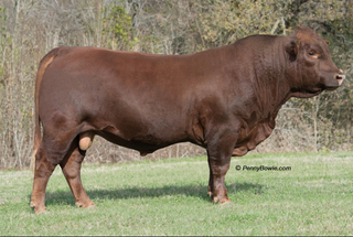 Polled Performer