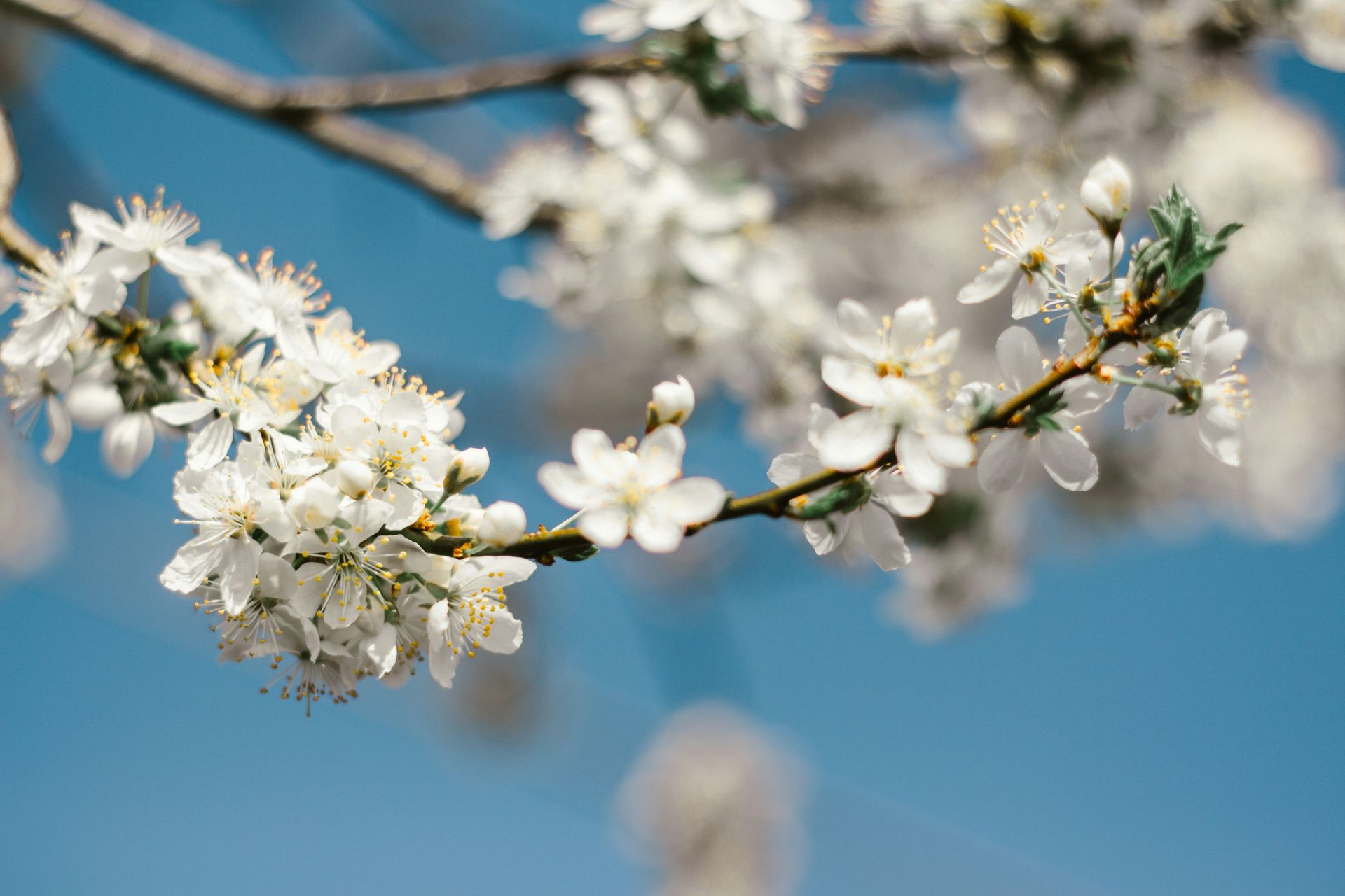 A close up of a tree branch with white flowers against a blue sky.