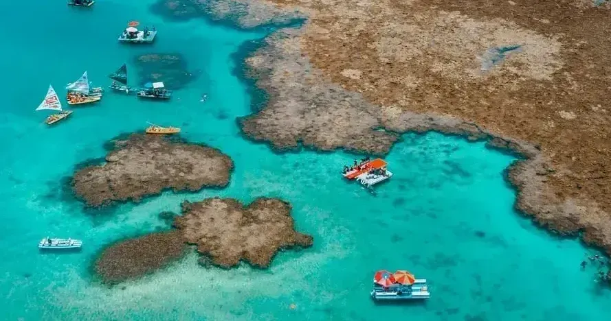 Um grupo de barcos está flutuando sobre um corpo d'água.