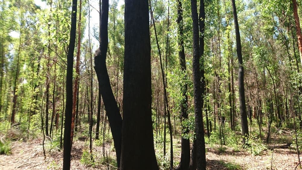 A Forest with Lots of Trees and A Large Tree in The Middle — Rearden Fencing Pty Ltd in Medowie, NSW