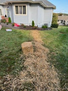 Dry yellow straw laid in a line across a green lawn beside a gray house.