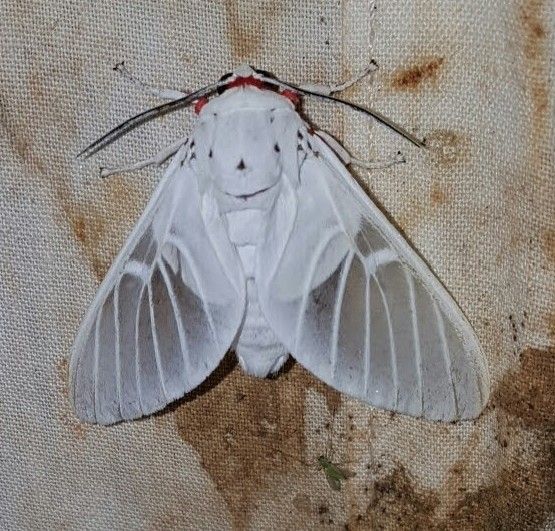 Balarke Insect Cameroon Ark