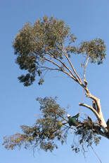Two birds are perched on a tree branch against a blue sky.