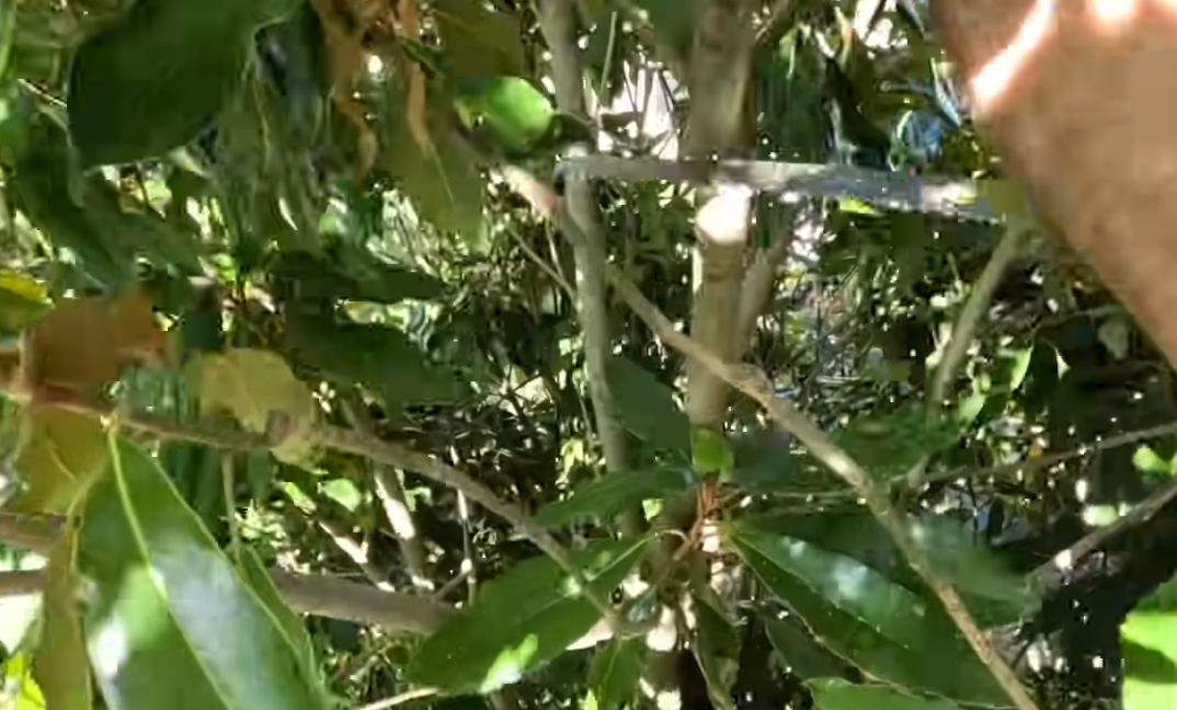 tree pruning peoria
