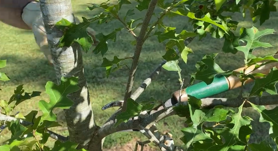 tree pruning peoria