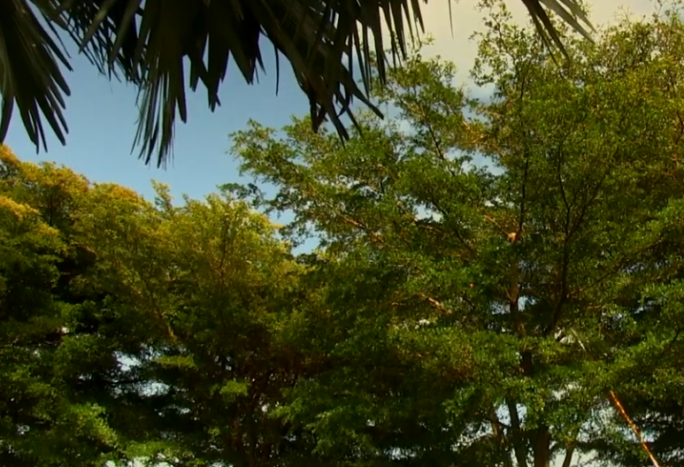 A tree with lots of leaves against a blue sky