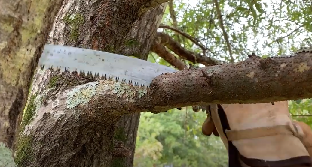 tree crown cleaning peoria