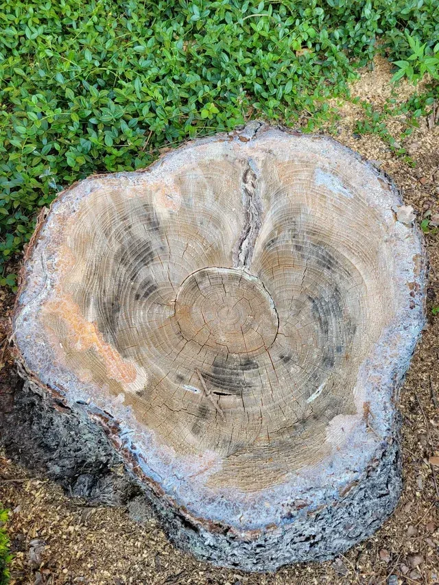 Stump Removal in Peoria